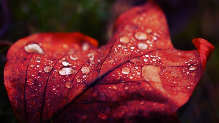 Macro shot of a red leaf with water drops