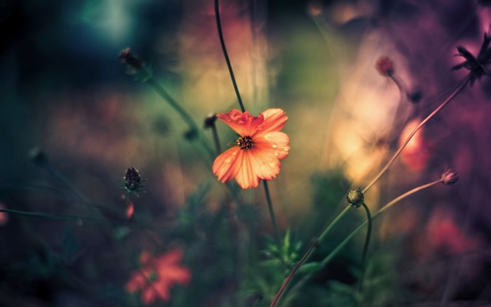 Orange flower with water droplets and bokeh background