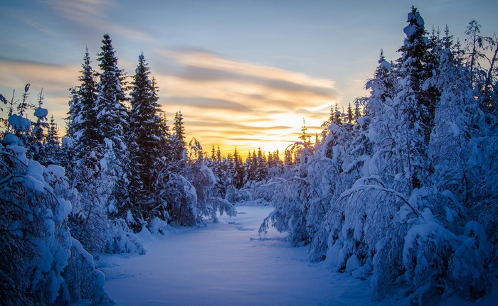 Snow-covered trees at sunset in a winter forest