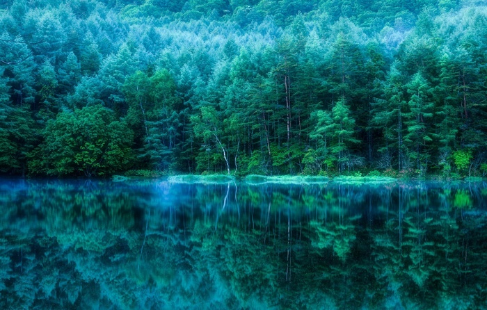 Forest reflected in a calm lake