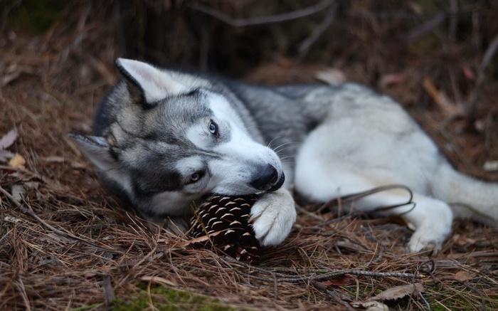 Siberian Husky playing with a pinecone in the forest