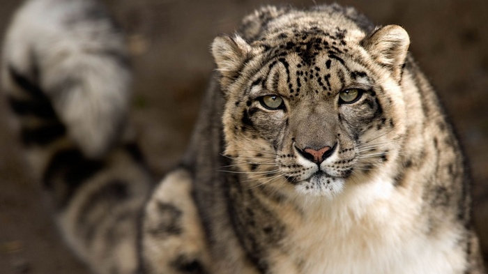 Close-up of a snow leopard's face