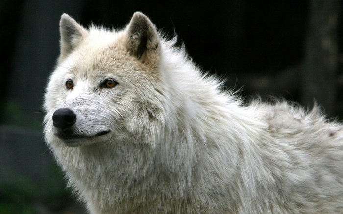 Close-up of an arctic wolf's head
