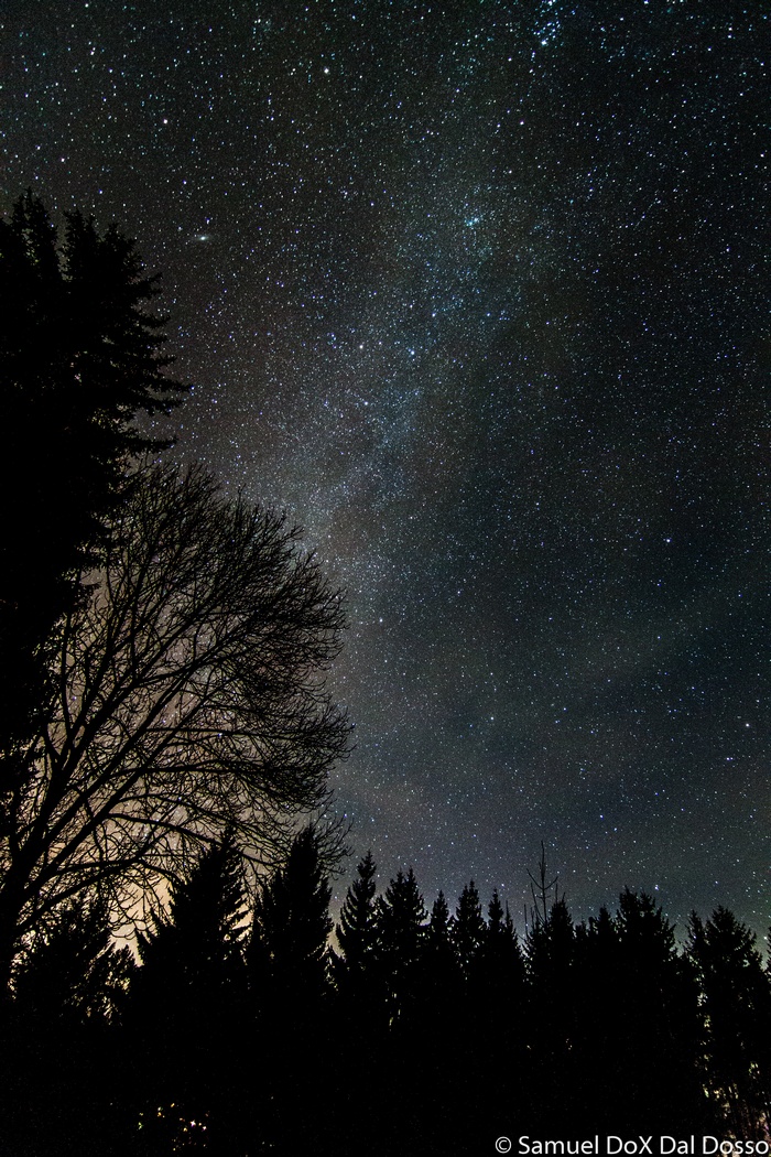 Night sky with galaxy and trees