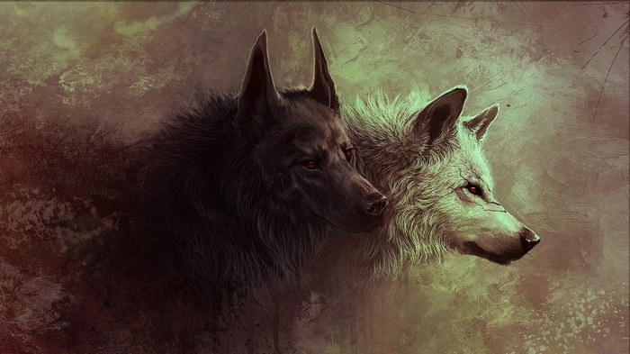 Two wolves, one black and one white