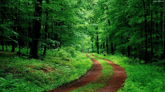 A winding dirt road through a green forest