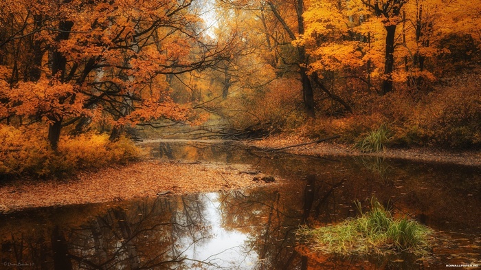 Autumn forest with a calm river and fallen leaves