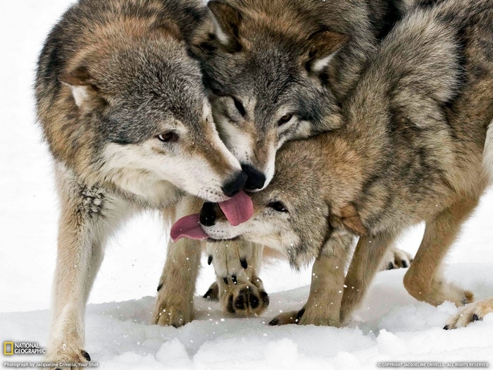 Three wolves interacting in the snow
