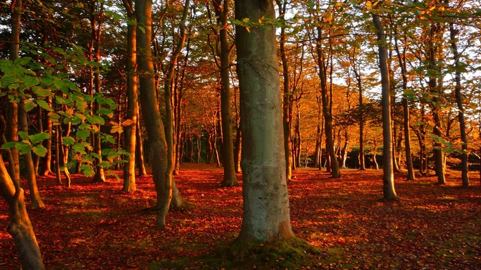 Forest floor covered in autumn leaves with sunlight filtering through trees