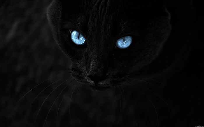 Close-up of a black cat with bright blue eyes