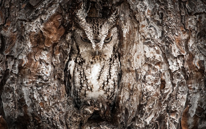 Owl camouflaged in a tree trunk