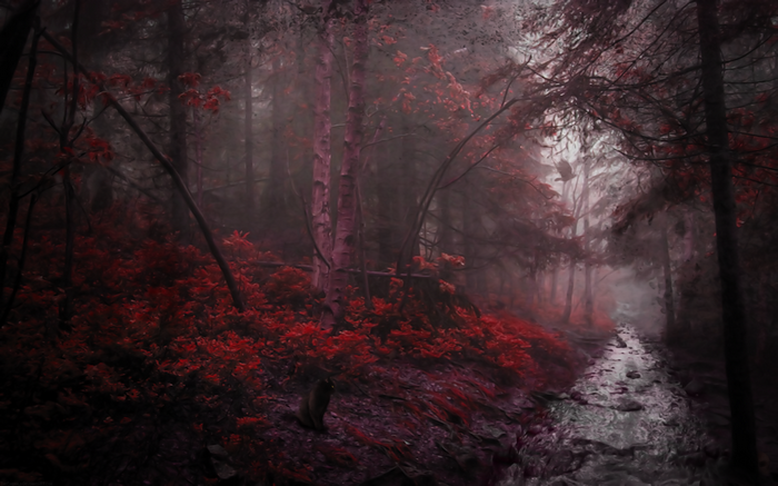 Dark forest with red foliage and a stream