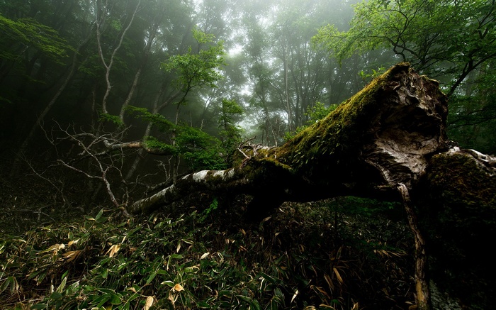 Fallen moss-covered tree in a misty forest
