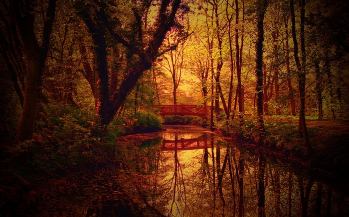 A wooden bridge over a stream in a forest