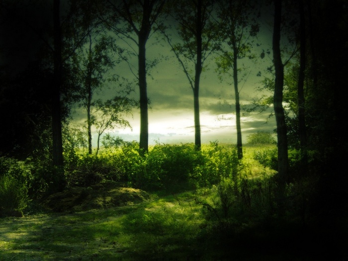 Trees and foliage in a forest clearing