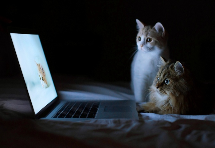 Two cats watching a laptop screen in the dark