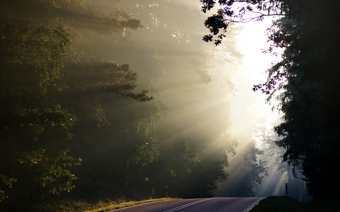 Sunlight beams through trees onto a road