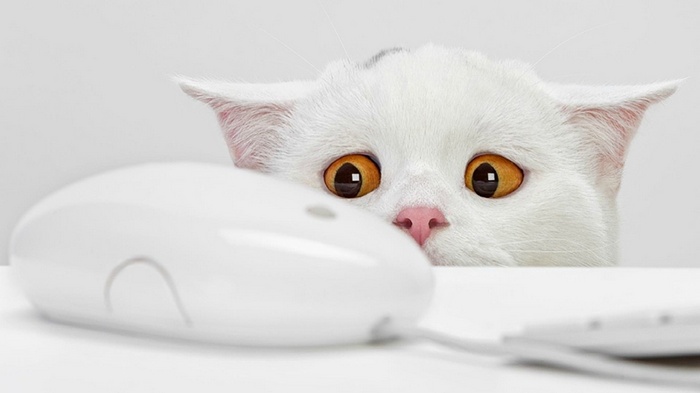 White cat with orange eyes peeking over a computer mouse