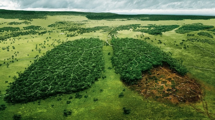 Forest shaped like lungs with deforestation