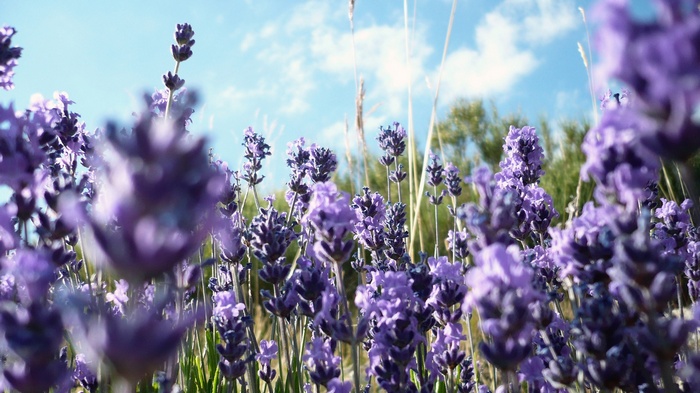 Lavender flowers in bloom under a blue sky