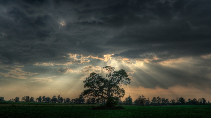 Sun rays breaking through dark clouds over a lone tree