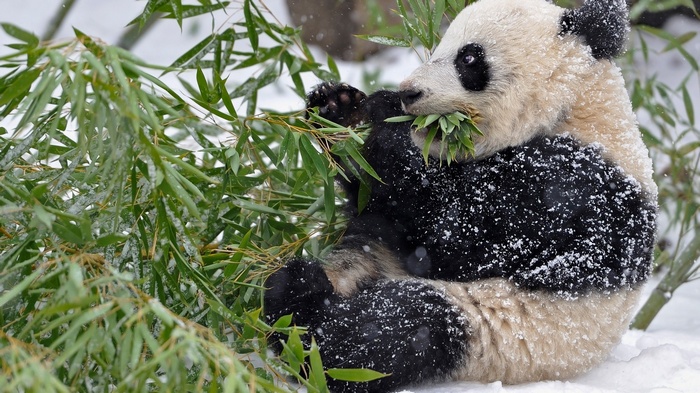 Panda eating bamboo in the snow