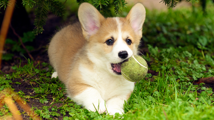 Corgi, puppies, Collie, dog
