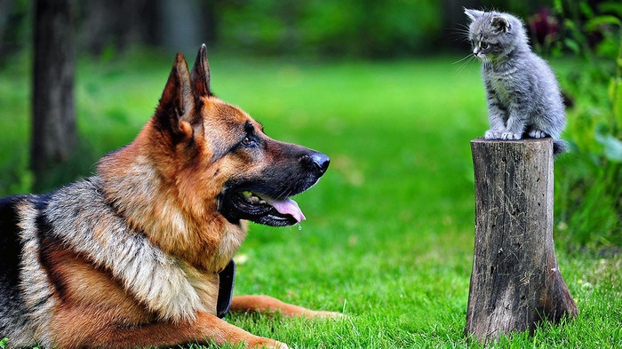 German Shepherd and kitten on a tree stump