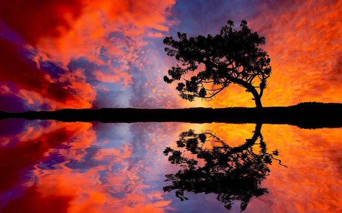 Silhouette of a tree reflected in water at sunset