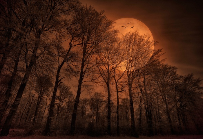 spooky, nature, Moon, trees, forest, monochrome