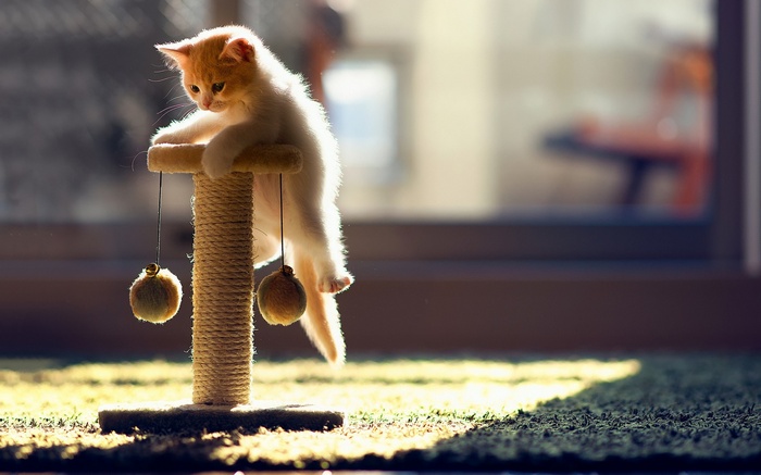 Kitten playing on a scratching post with toys