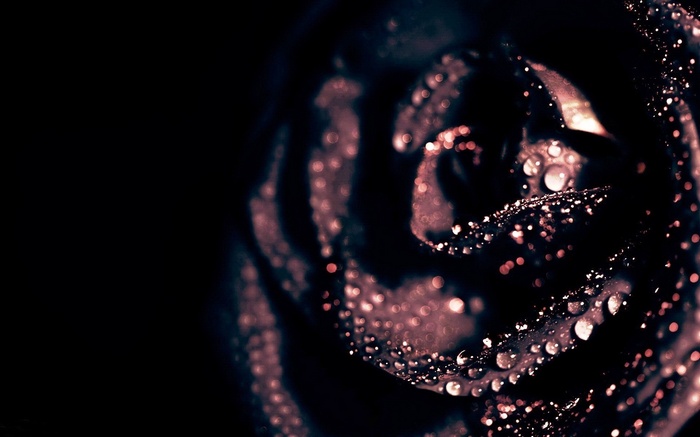 Macro shot of a dark rose with water droplets