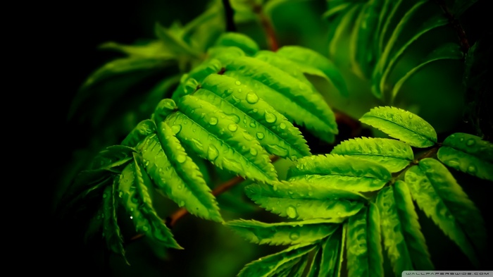 Close-up of green leaves with water droplets