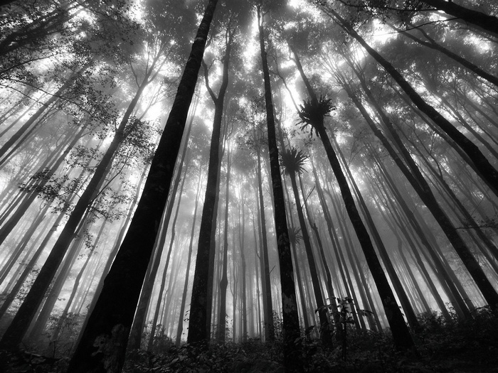 Monochrome forest with tall trees and fog
