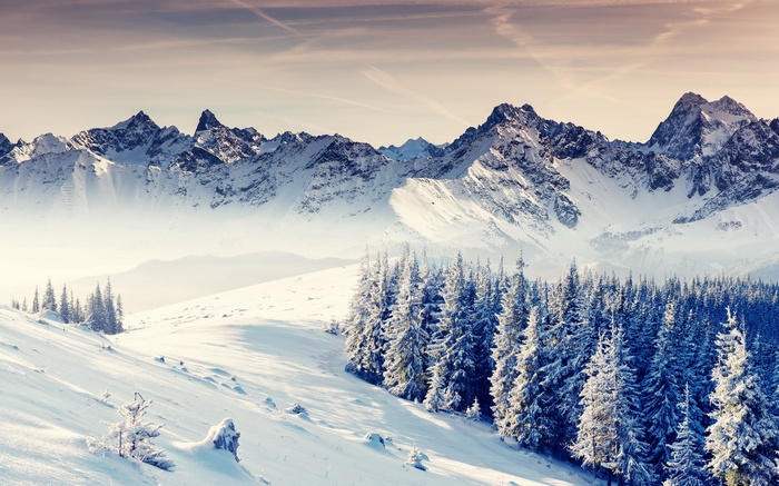 Snowy mountains and pine trees in winter landscape
