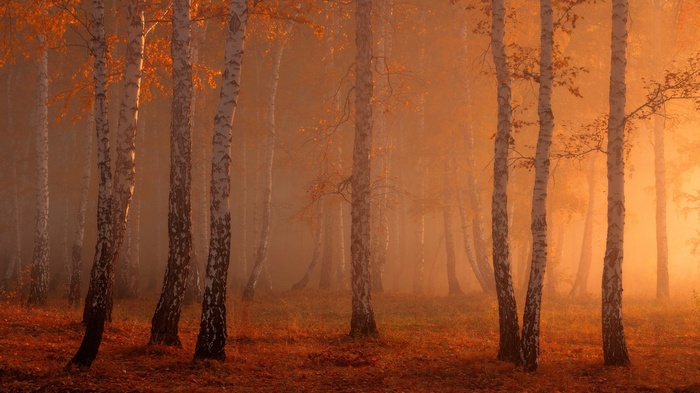 Birch trees in a foggy forest during autumn