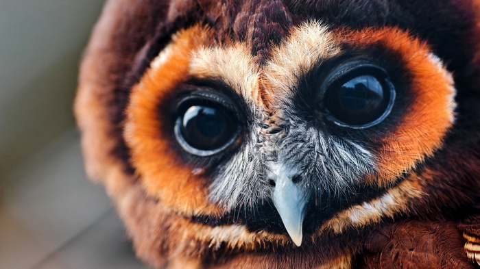 Close-up of a brown owl's face