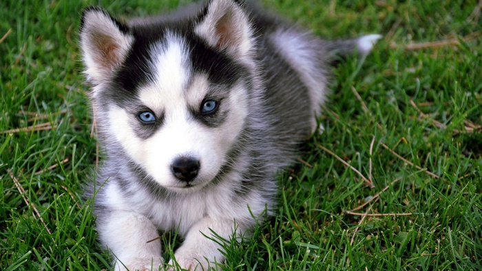 Siberian Husky puppy lying in green grass
