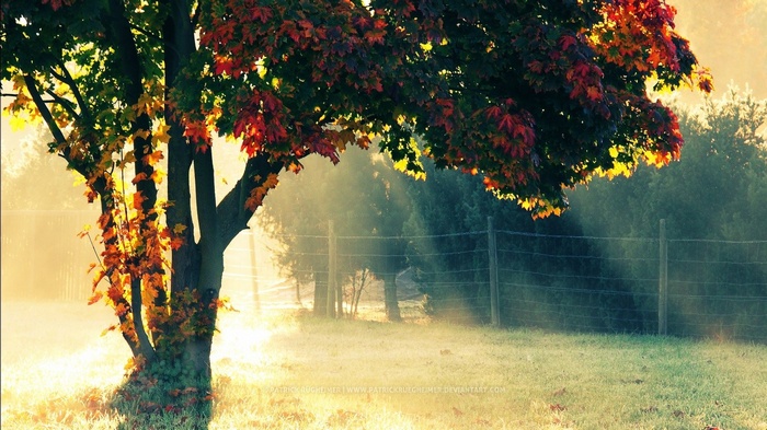 Autumn tree with colorful leaves in misty sunlight