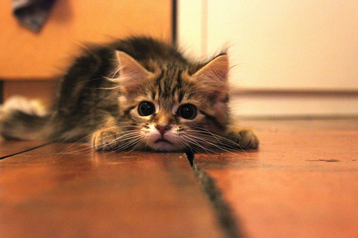 A fluffy tabby kitten crouches on a wooden floor