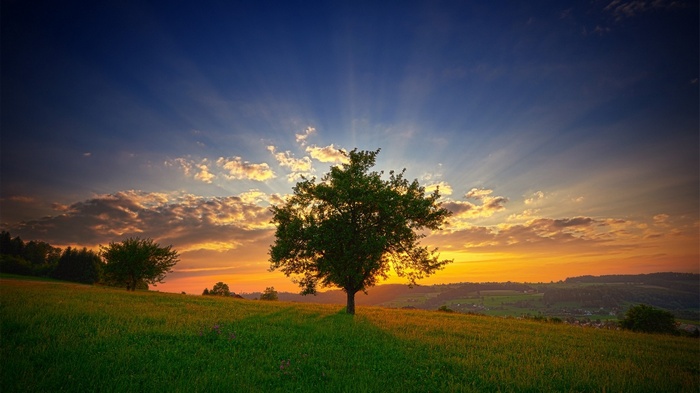 Tree on a grassy hill at sunset with sun rays