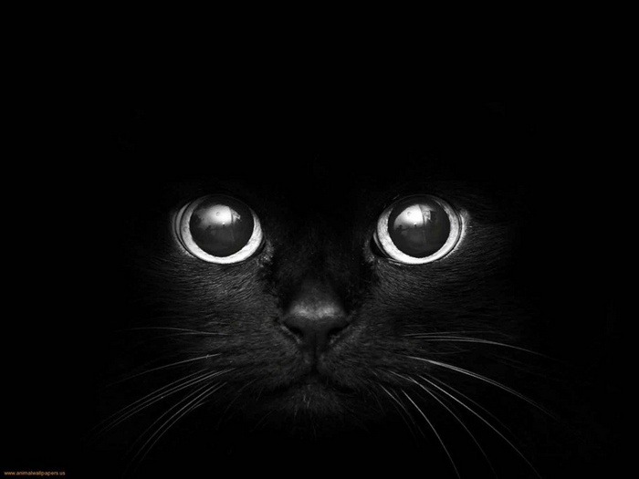 Monochrome close-up of a black cat's eyes