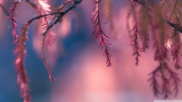 Macro shot of pink pine needles on a branch