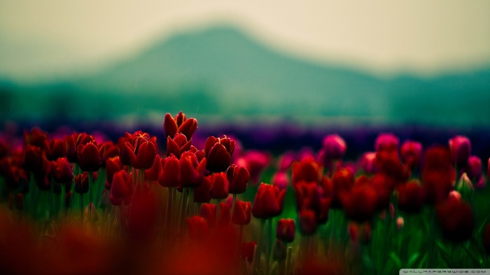 Red tulips in a field with mountains in the background