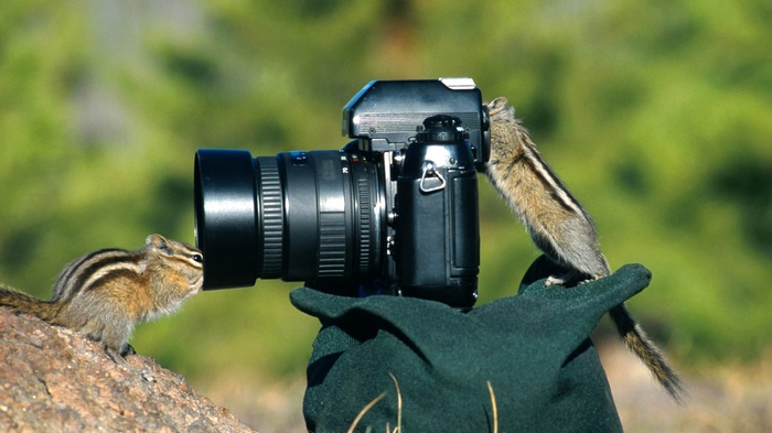 Chipmunks interact with a camera on a gloved hand