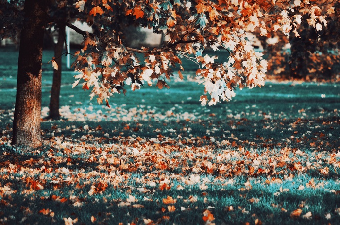 Autumn leaves on trees and ground in a park