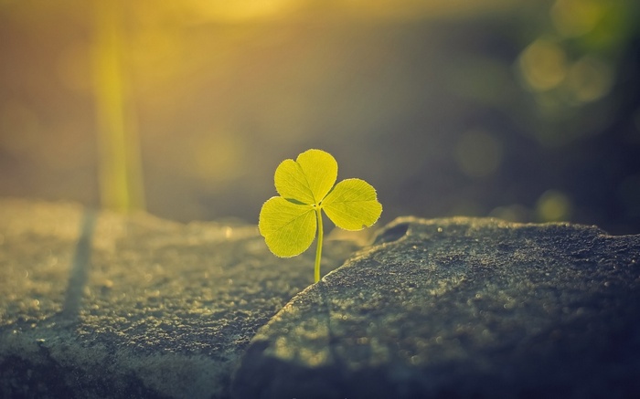 A single clover growing through a rock with sunlight
