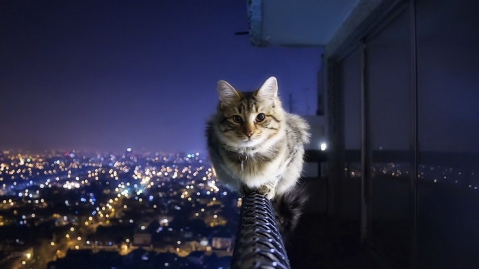 Cat on a balcony at night overlooking city lights