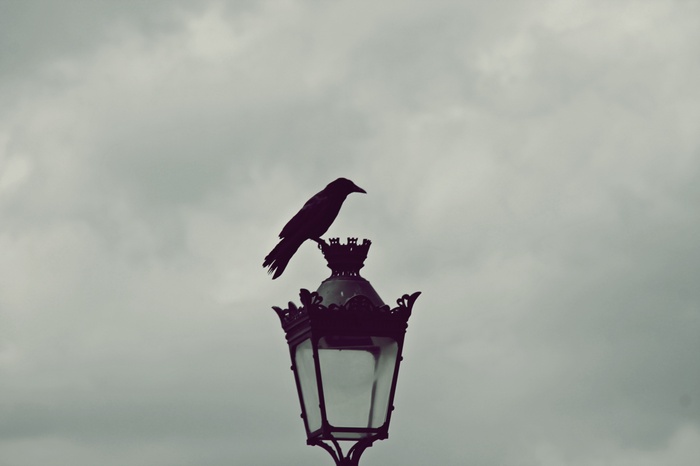 Raven perched on a street light in Paris