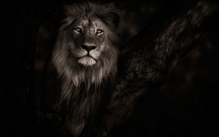 A lion with a mane sits in a tree